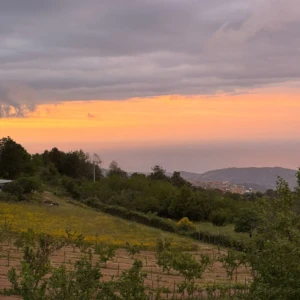 Vigneto al tramonto di Trattoria Pizzeria Tenuta Il Gaglioppo
